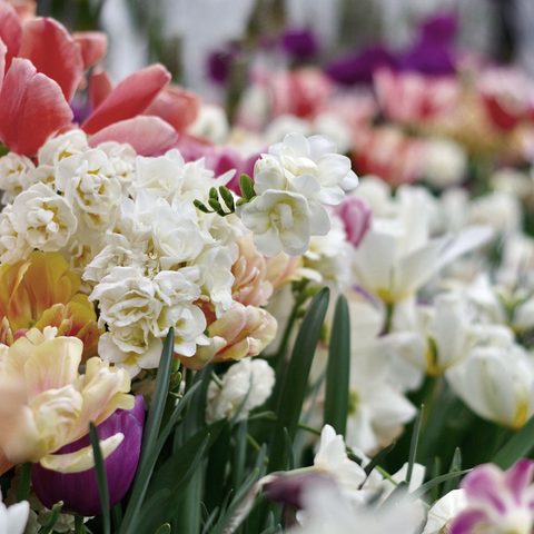 Blooming Plants