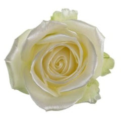 White Roses