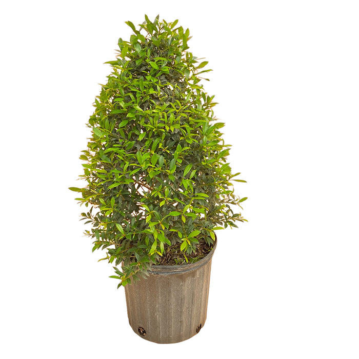 10" Eugenia Cone