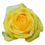 Yellow Roses