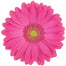 Gerbera Hot Pink Rihanna