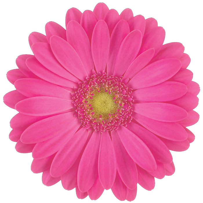 Gerbera Hot Pink Rihanna
