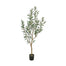 5 Ft Olive Tree w/Pot - Green