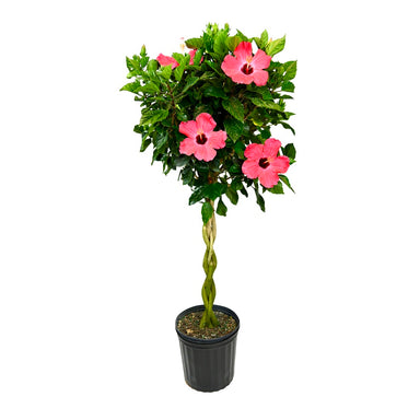 10 in Hibiscus Braid Assorted