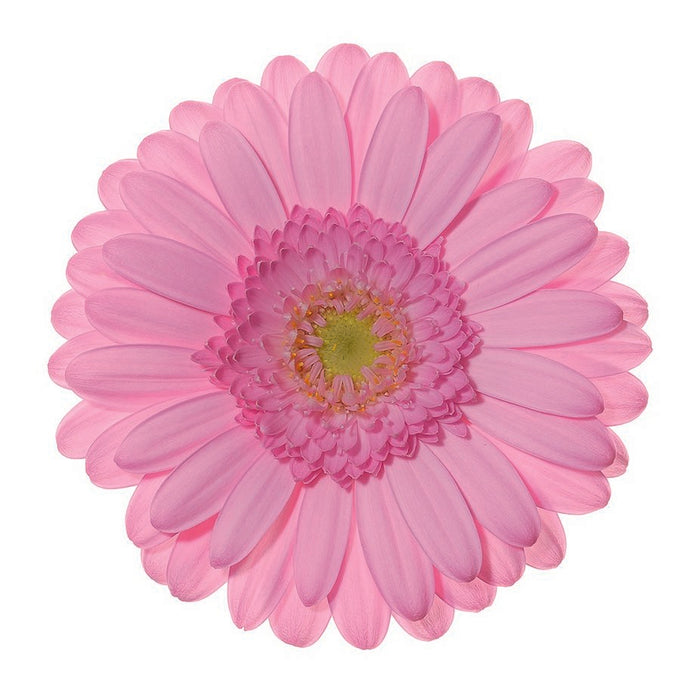 Germini Pink Kimsey