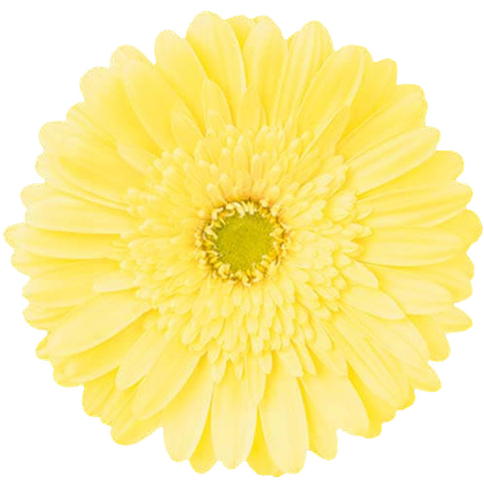 Gerbera Cream Passito