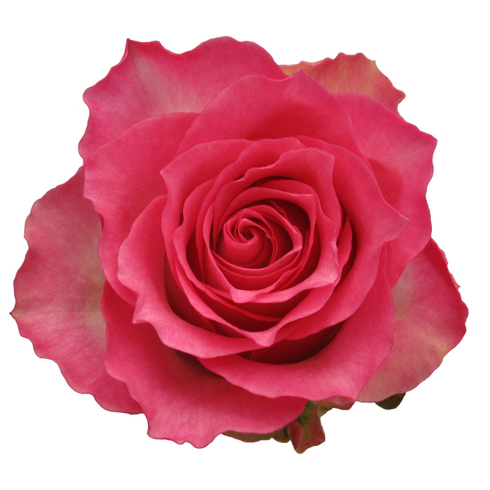 Rose Novelty Malibu 40cm