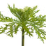 Ornamental Kale Spray
