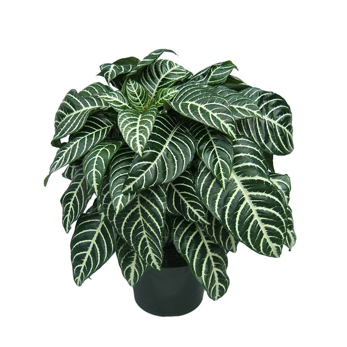 Zebra Plant
