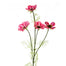 Cosmos