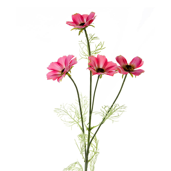 Cosmos