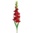 Gladiolas