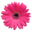 Gerbera Pink