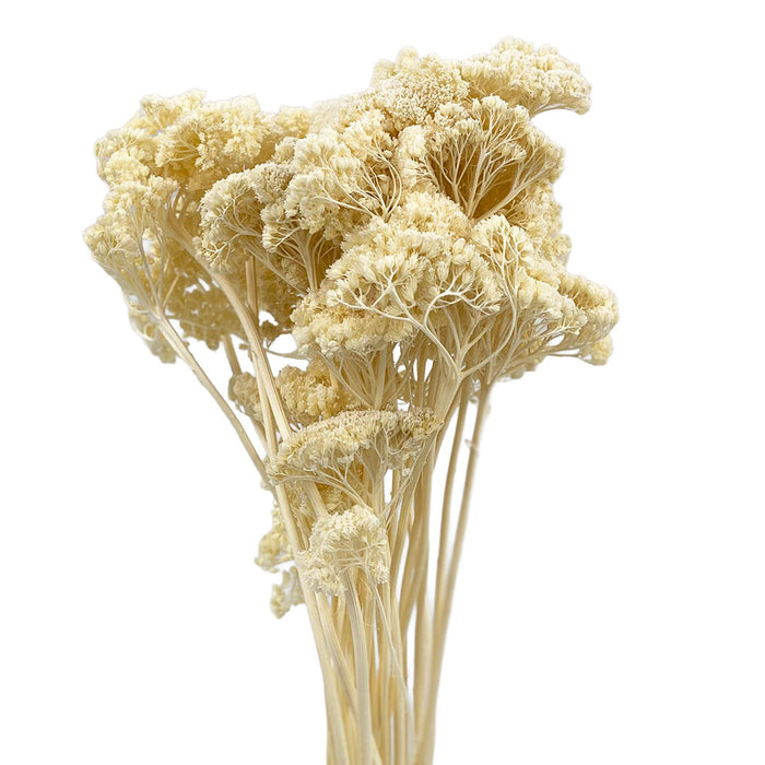 Achillea bleached
