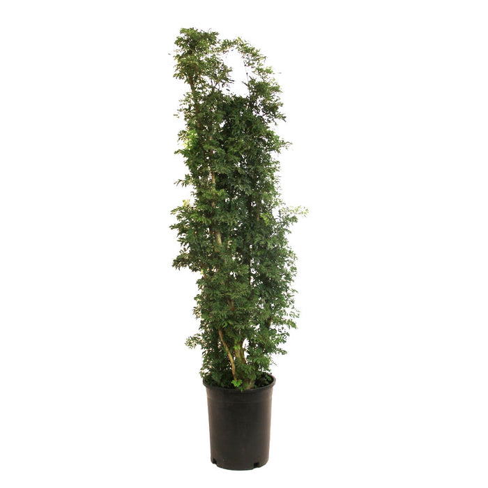 Ming Aralia