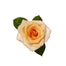 Rose Peach La Parisienne 60cm