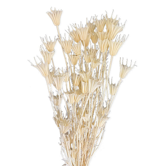 Orientalis Bleached
