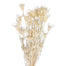 Orientalis Bleached