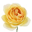 Garden Rose Caramel Antike