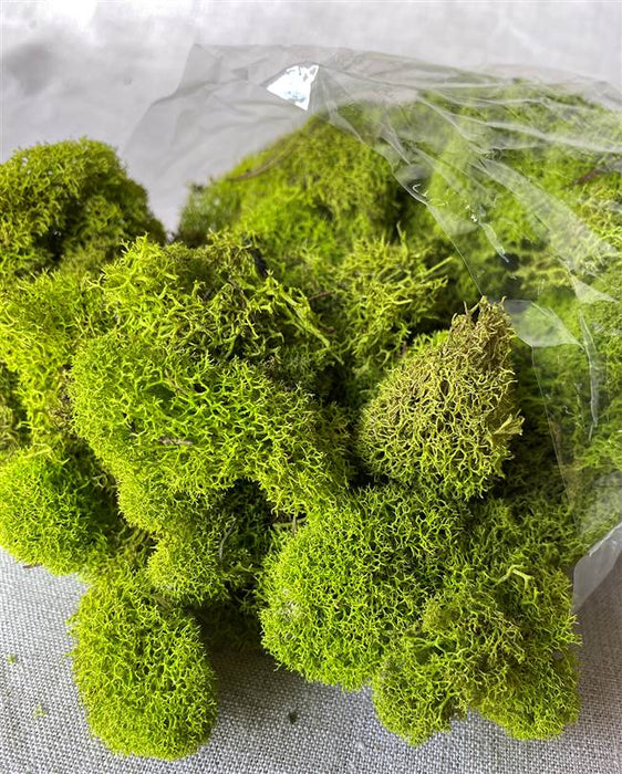 Reindeer Moss - Chartreuse (3 Lb Bulk)
