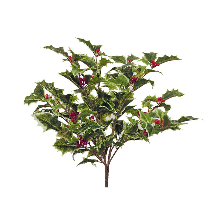 17 in Holly Bush - Variegated