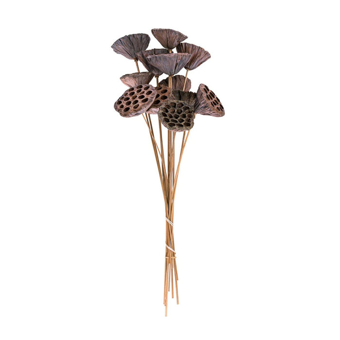 Lotus Pod Stems - Natural