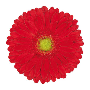 Gerbera Red Highlight