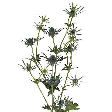 Eryngium