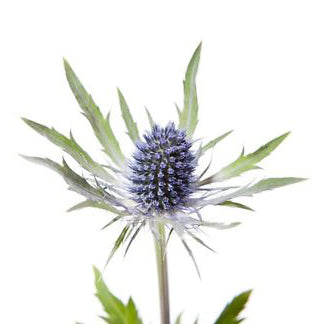 Eryngium