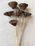 Lotus Pod/Stem - Natural
