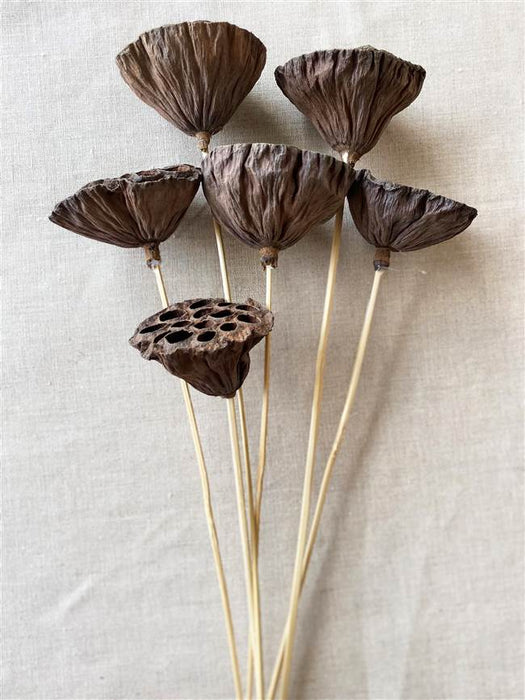 Lotus Pod/Stem - Natural