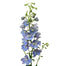 Delphinium