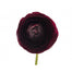 Ranunculus Purple