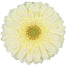 Germini Yellow Milady