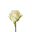 Rose Peach Marzipan 50cm