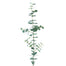 Spiral Eucalyptus Sage