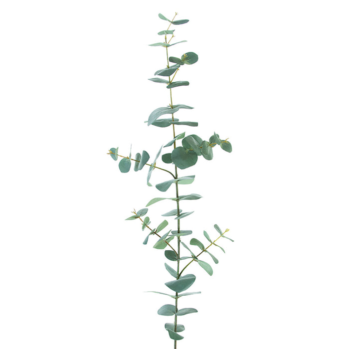 Spiral Eucalyptus Sage