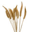 Okra Pod Stem