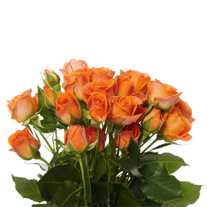 Spray Rose