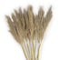 Pampas Natural