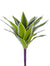 10" Tradescantia Bush - Green