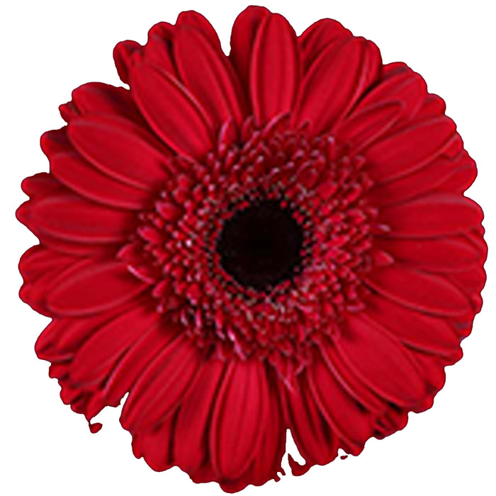 Gerber Daisy