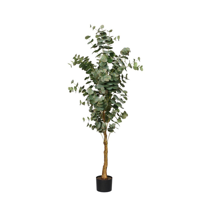 Eucalyptus Tree In Black Plastic Pot