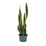 6 in Sansevieria Golden Flame