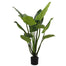 4' Curcuma w/Pot - Green