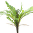 Staghorn Fern