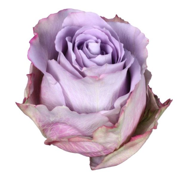 Rose 50cm Grey Knights