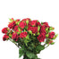 Spray Rose