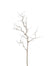 42" Birch Spray - Cream