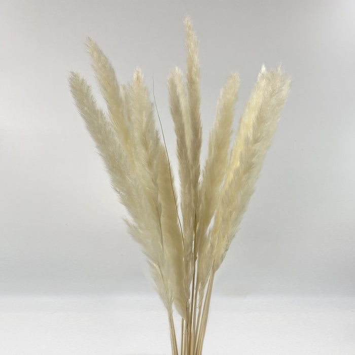 Reed bleached
